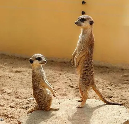 公寓 2 Mit Terrasse 艾谢德